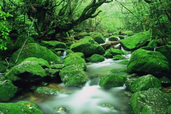 日本最美的自然风光:白谷云水峡动漫取景地，野竹林绝美