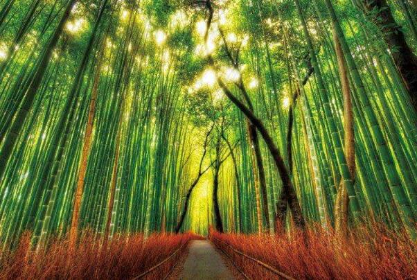 日本最美的自然风光:白谷云水峡动漫取景地，野竹林绝美