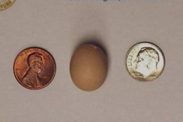 世界上最小的鸡蛋:比一角硬币还小(仅1.55厘米长)