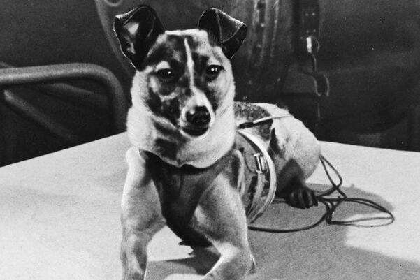 第一个被送入太空的动物是什么?是一只名叫莱卡的狗狗
