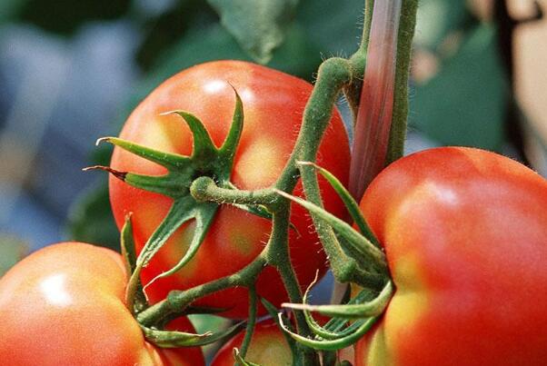 青西红柿能炒着吃吗?不能，含有生物碱有毒(吃了中毒)