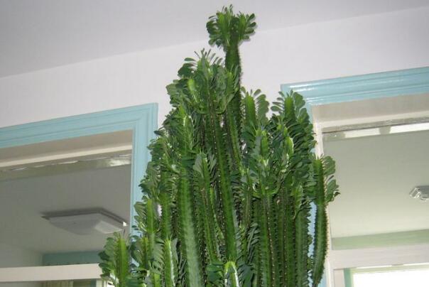 客厅最旺宅的大型植物:发财树极其旺财，龙骨别名霸王鞭