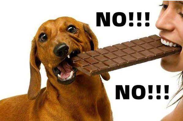 狗狗为什么不能吃巧克力葡萄?剂量过多会引起食物中毒