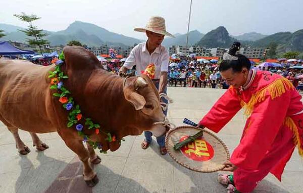 壮族的传统节日是什么：歌圩节、中元节、牛魂节、陀螺节