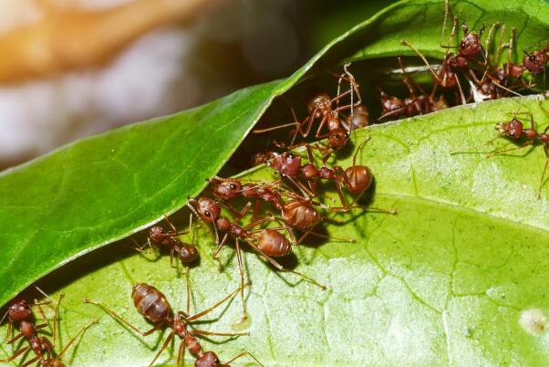 蚂蚁知道人类的存在吗 对于蚂蚁来说人是一堵会移动的墙
