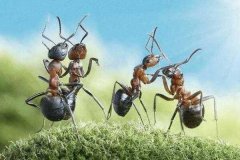 蚂蚁和人在一个维度吗 蚂蚁位于二维空间人类位于三维空间
