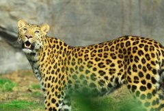 金钱豹是几级保护动物?一级保护动物，身上有黑色斑点