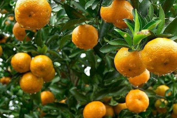 世界上排名前十的柑橘生产国:第一巴西(突破千万吨)