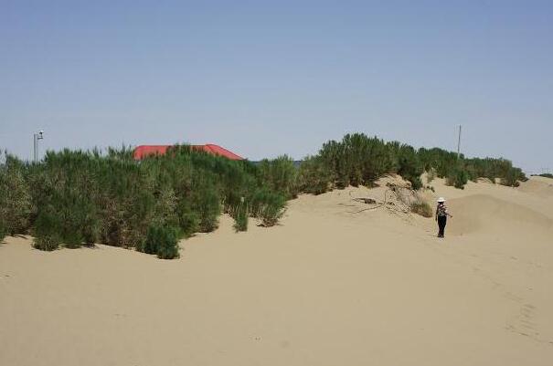 阳关林场的重要性:沙漠绿洲防沙固林，改变土壤沙地性质