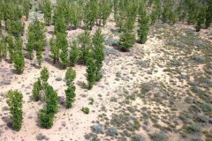 阳关林场的重要性:沙漠绿洲防沙固林，改变土壤沙地性质