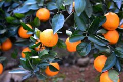 世界上排名前十的柑橘生产国:第一巴西(突破千万吨)