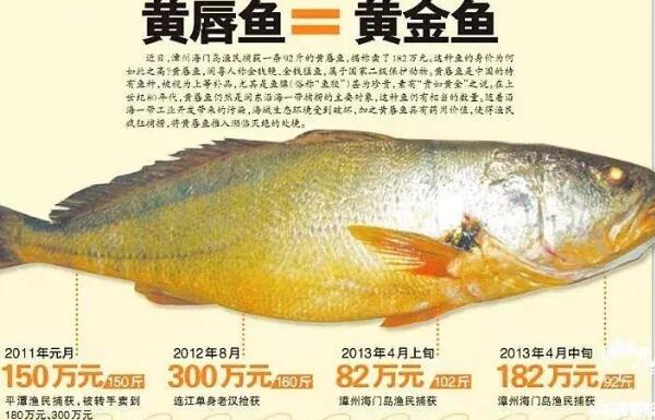 黄唇鱼大概多少一斤 黄唇鱼鱼鳔为什么贵（市价50万/斤）