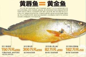 黄唇鱼大概多少一斤 黄唇鱼鱼鳔为什么贵（市价50万/斤）