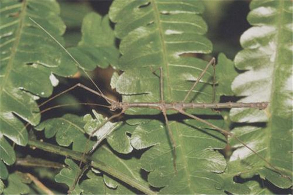 竹节虫为什么吃了必死 竹节虫体内有寄生虫（寄生虫致死）