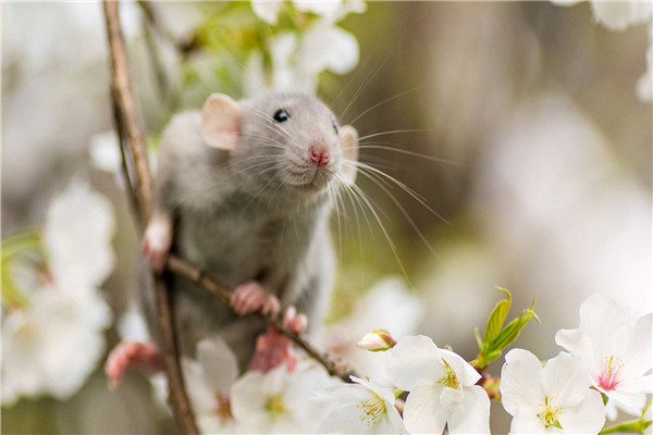 花枝鼠为什么会臭臭的 花枝鼠饲养不当（要常进行清洁）