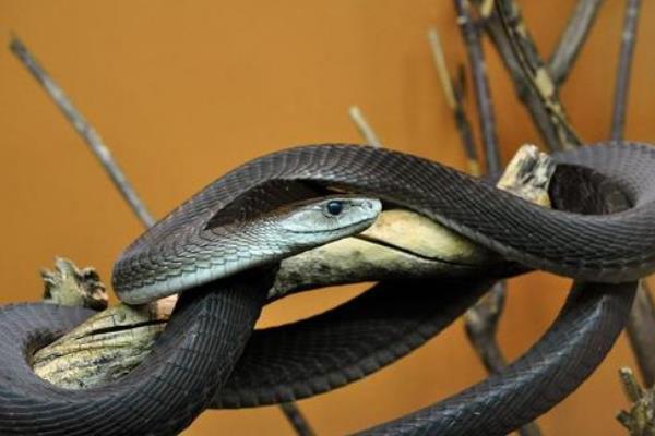 世界上速度最快的蛇:黑曼巴蛇(最快可达每小时23公里)