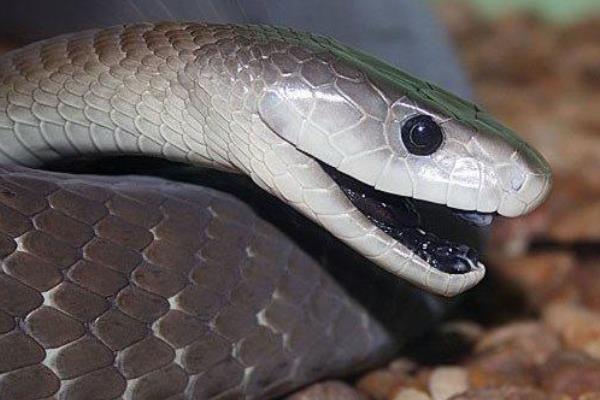 世界上速度最快的蛇:黑曼巴蛇(最快可达每小时23公里)