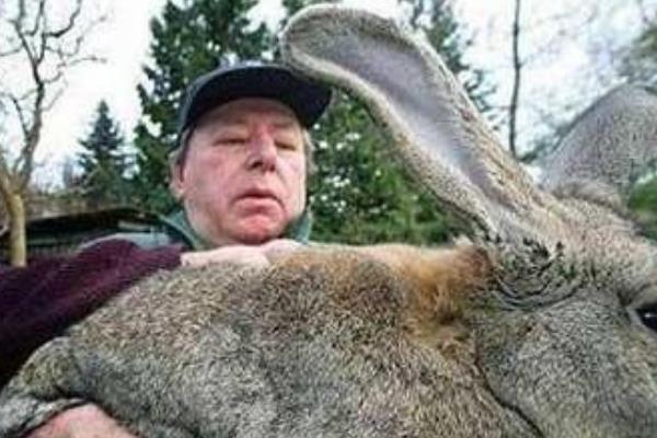 世界上最胖的兔子:每年要吃两万多块的食物(重达45斤)