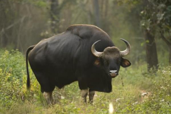 世界上最重的牛重达2450斤 相当于三头黄牛(老虎也怕它)