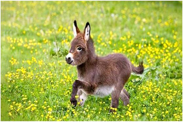 世界上最小的驴是什么品种 迷你驴价格高性格温顺