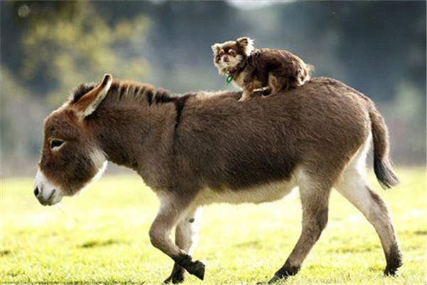 世界上最小的驴是什么品种 迷你驴价格高性格温顺