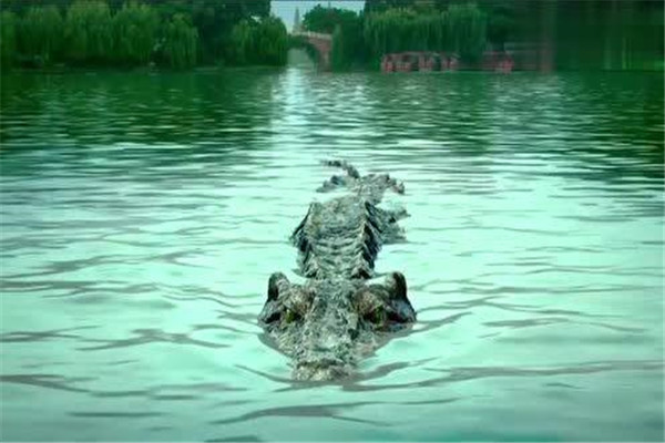 2011年西湖鳄鱼事件是真的吗 电影《百万巨鳄》的故事背景为西湖