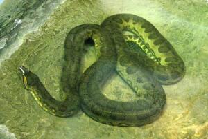 绿水蚺是不是蟒蛇 水蚺和蟒蛇的区别（水蚺胎生体型更大）