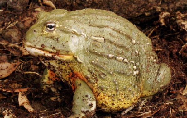 非洲牛蛙为什么这么贵：皮可做钱包，肉吃了消热解毒