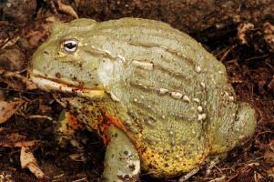非洲牛蛙为什么这么贵：皮可做钱包，肉吃了消热解毒