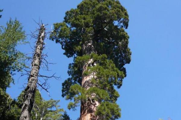 世界上最高的树排行前十名:第一156米(相当于五十层楼高)