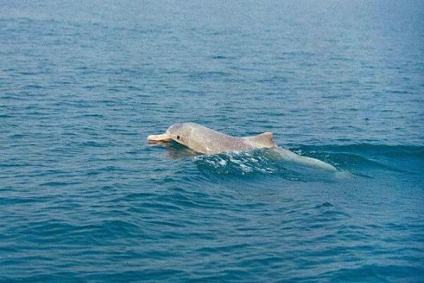 中华白海豚灭绝了吗?未灭绝，最早发现在唐朝(哺乳动物)