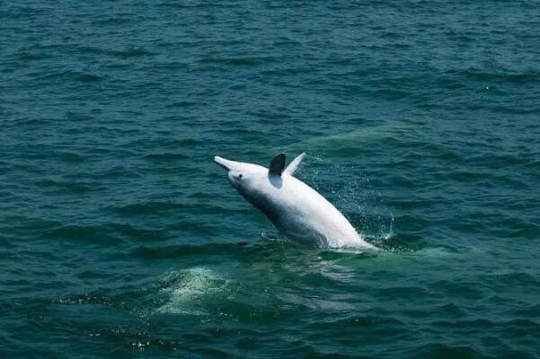 深圳海湾再现白海豚:海上大熊猫，生态环境好转(一级保护)