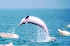 中华白海豚灭绝了吗?未灭绝，最早发现在唐朝(哺乳动物)