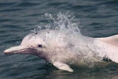 深圳海湾再现白海豚:海上大熊猫，生态环境好转(一级保护)