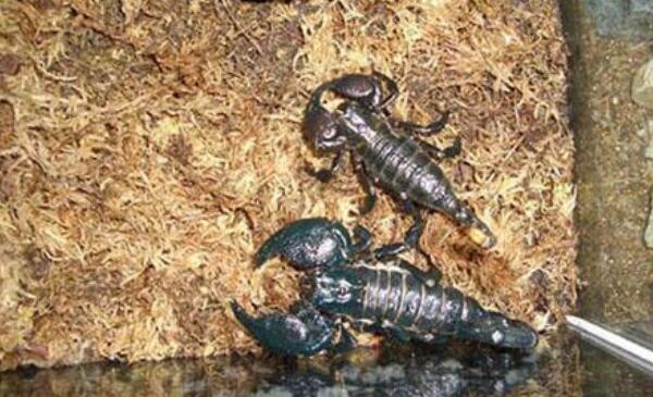 非洲帝王蝎有毒吗：有毒（体型巨大，毒性危害小）
