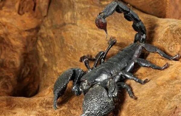 非洲帝王蝎有毒吗：有毒（体型巨大，毒性危害小）