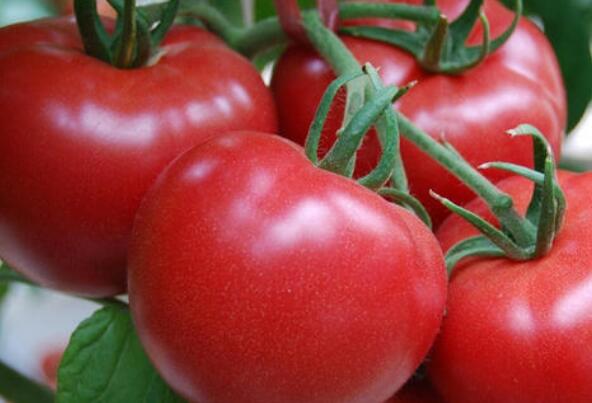西红柿为什么不能放冰箱?容易腐烂，香气流失严重
