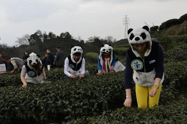 熊猫茶是什么?每公斤价值44万元(用熊猫粪便灌溉而成)