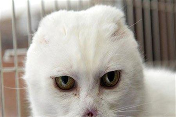 伏地魔猫是什么猫咪：患有皮肤病的猫（外表像伏地魔）