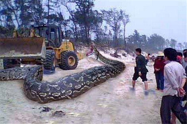 2009年辽宁大蛇事件 挖出蛇的司机突发心梗死亡