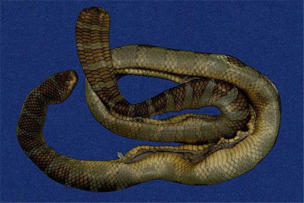 沈阳地区有什么蛇 虎斑颈槽蛇上唇长有黑纹