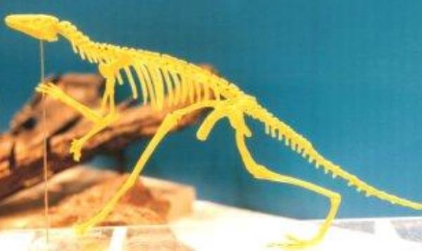 兔鳄长什么样子 兔鳄是恐龙的祖先吗（最被认可的祖先）