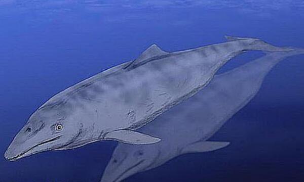 原始鲸鱼长什么样子：鳄鱼和水獭结合体，有强健四肢