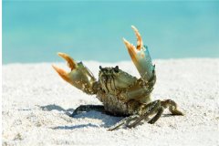 为什么有的螃蟹腿是蓝色的：螃蟹腿富含虾青素（生理原因）