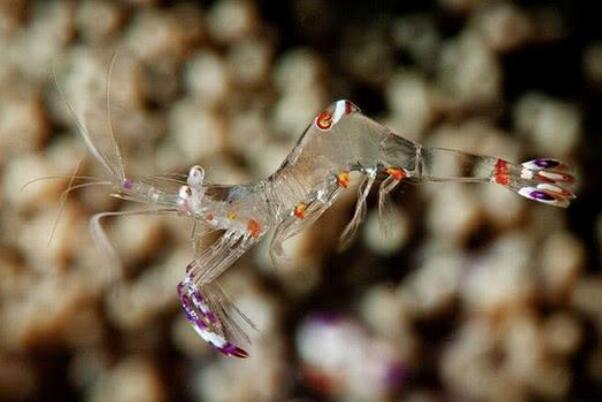 幽灵虾是什么生物 通体透明能看到内脏(日本常拿来做寿司)