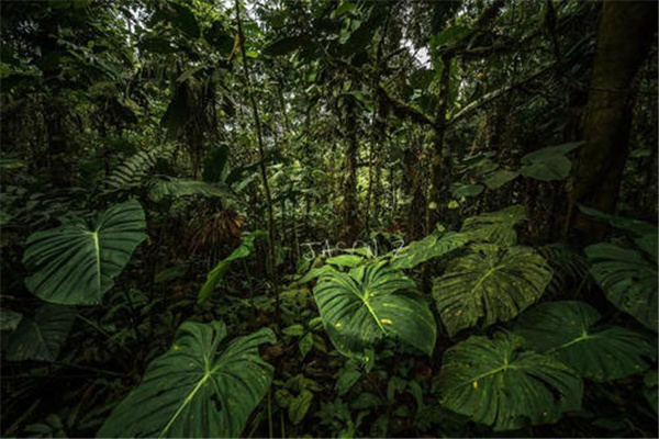 亚马逊森林能走出来吗 存在很多禁区很难走出来