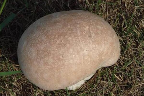 头状秃马勃:一种药用价值高的蘑菇(消炎止痛/味道鲜美)