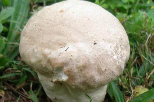 牛屎菇:一种味道鲜美的蘑菇(具有止血奇效/消肿清热)