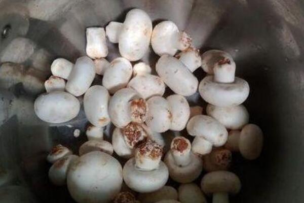 牛屎菇:一种味道鲜美的蘑菇(具有止血奇效/消肿清热)