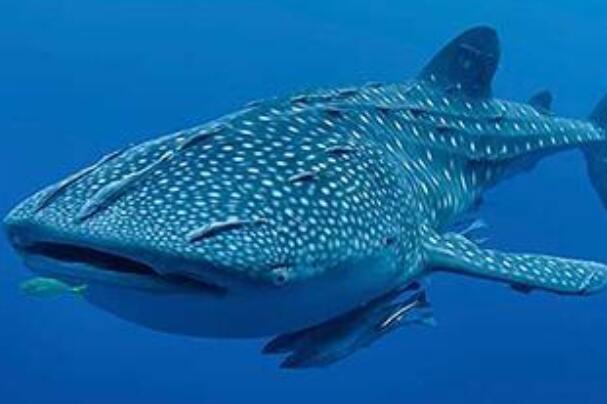 世界上最大的鱼：鲸鲨，全长可达20米(性格温和)